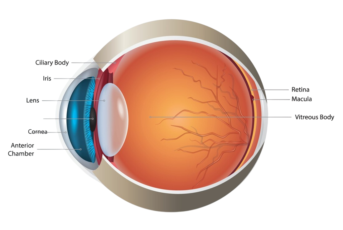 the eye from clear to cloudy illustrating cataract condition